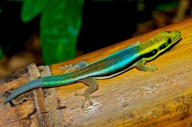 Image 3 of Phelsuma Klemmeri/Neon day gecko's