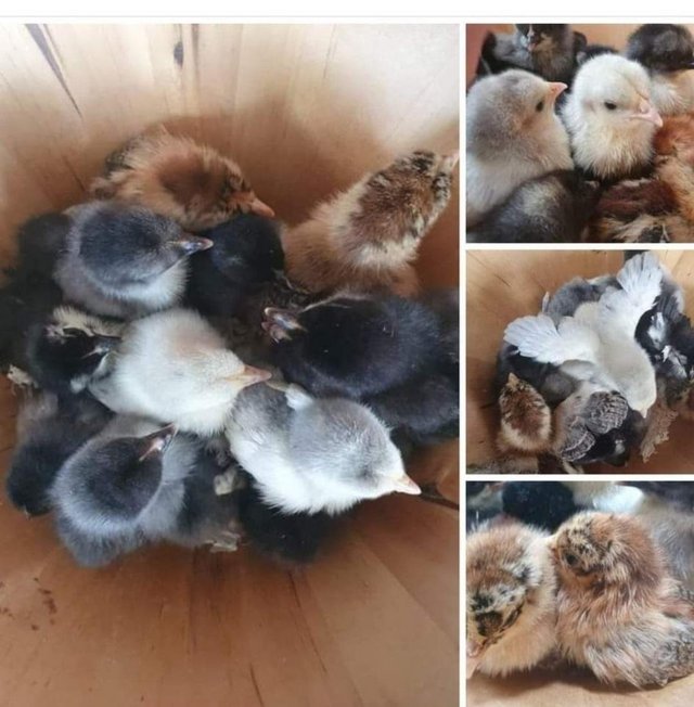 Preview of the first image of Day old mixed colour Pekin chicks.