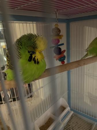 Image 3 of Budgies for sale have a few left £20 each collection Bedford