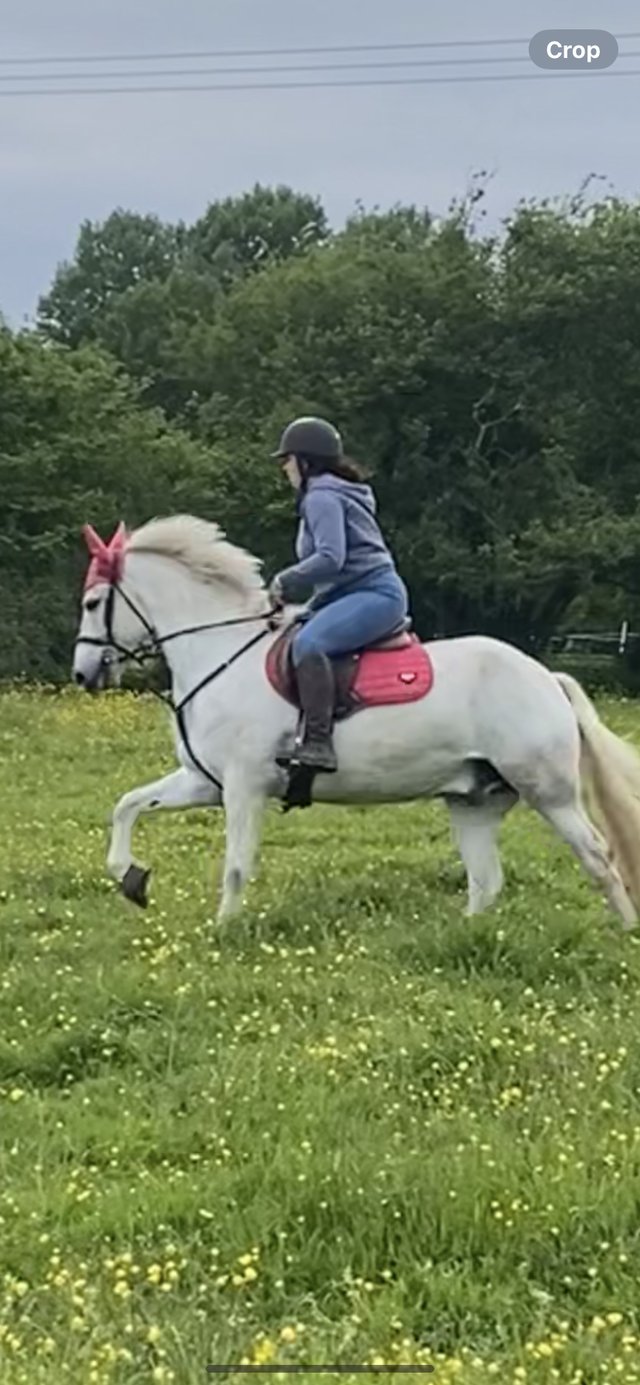 Preview of the first image of Overheight Connemara gelding.