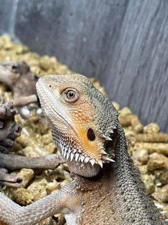 Image 6 of Bearded Dragons at Birmingham Reptiles