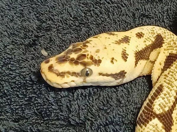 Image 4 of Male Bumble Belly, Royal/Ball Python.