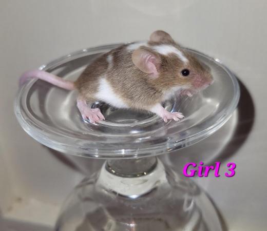 Image 45 of Beautiful friendly Baby mice - girls and boys.