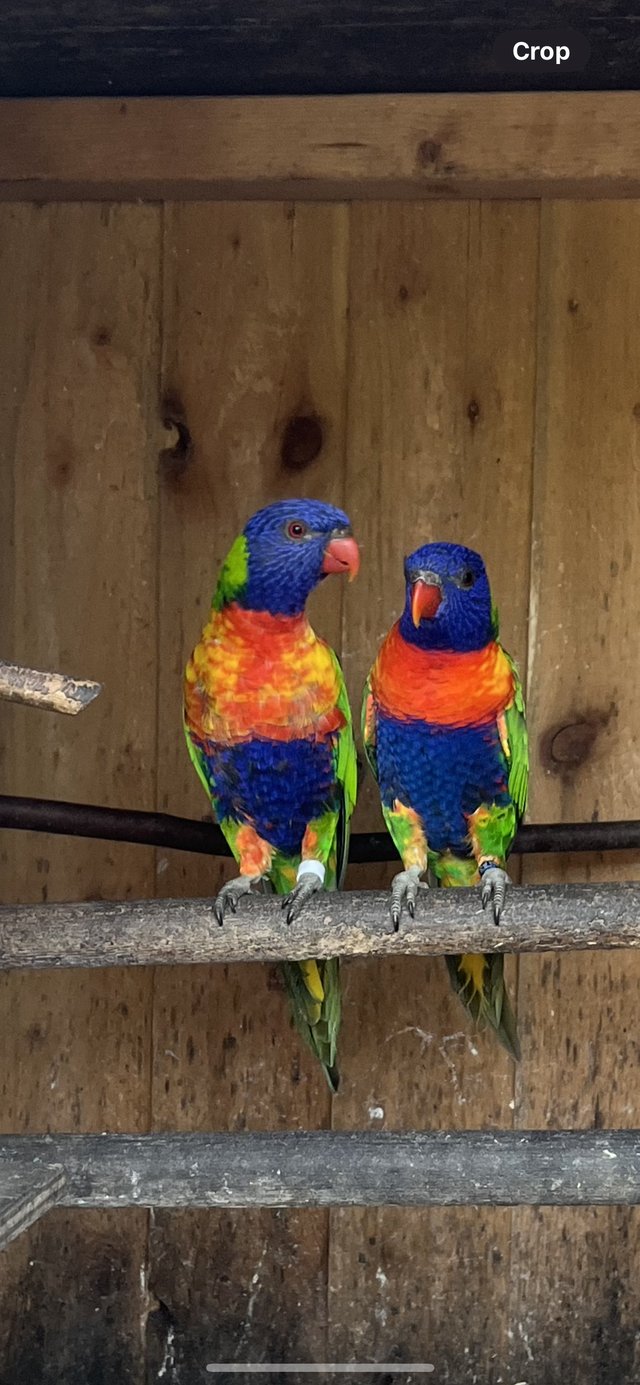Preview of the first image of Pair of Rainbow Lorikeets.