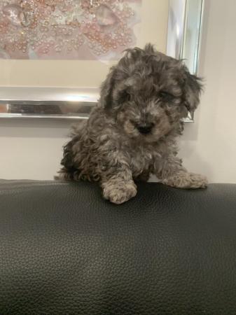 Image 3 of Stunning Maltipoo Puppies for sale