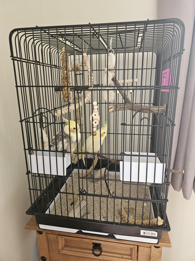 Preview of the first image of 4 month old pair of cockatiels with full set up.