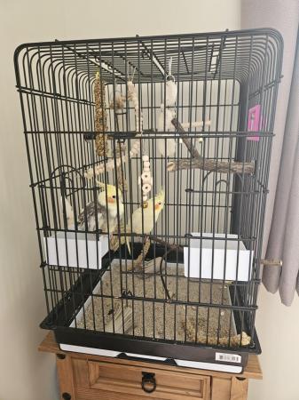 Image 1 of 4 month old pair of cockatiels with full set up