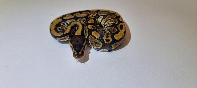 Preview of the first image of BEL, Lesser, Mojave, Wild type royal pythons for sale.