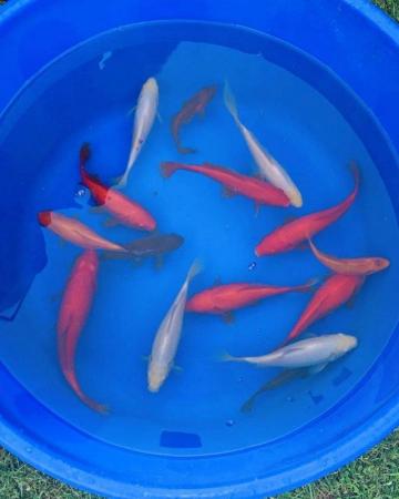 Image 3 of Large Goldfish mixed colours and varieties