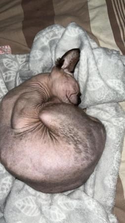 Image 4 of Almost 2 Year Old Neutered Male Sphynx