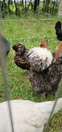 Image 3 of Egg laying polish chickens