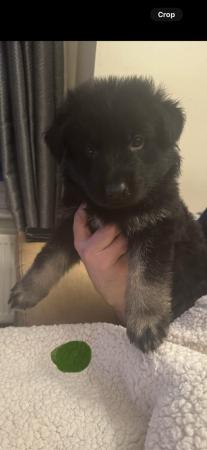 Kc registered Gsd puppies for sale in Woodthorpe, Nottinghamshire