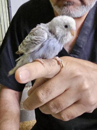 Image 15 of budgies for sale, breeding couples, babies