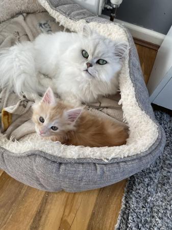 Image 9 of Maine Coon Ginger kittens ( 2 boys)