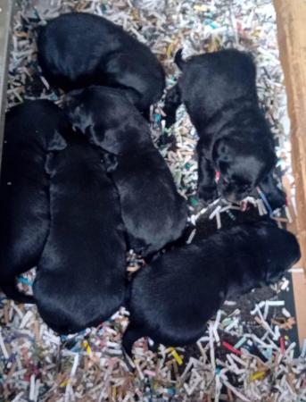 Image 5 of Delightful Black Labrador Puppies for Sale