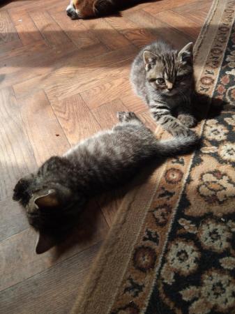 Image 10 of Stunning full British Shorthair kittens