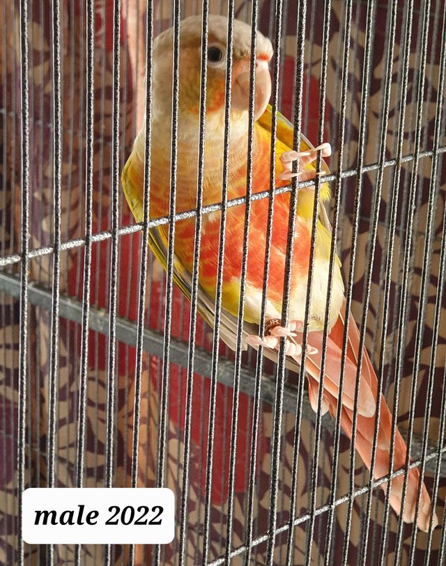 Preview of the first image of 2 Tame Pineapple conures for sale.