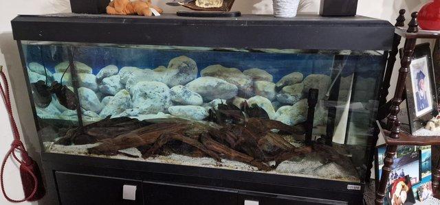 Image 2 of 4 ft Fluval roma with 4 lage red belly Piranhas