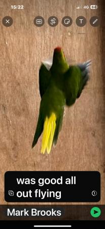 Image 8 of Adult Cockatieals all colourswhitefaceNormalspied