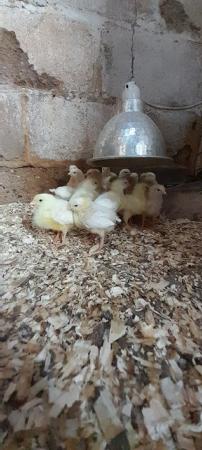 Image 2 of White Leghorn chicks and hatching eggs for sale