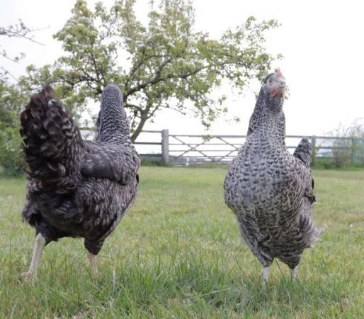Image 2 of Beautiful Point of Lay Hybrid Hens