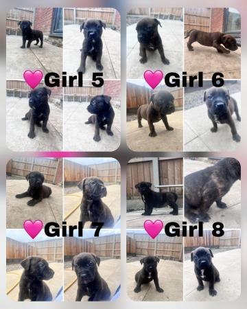 Image 2 of Presa weiler puppies for sale