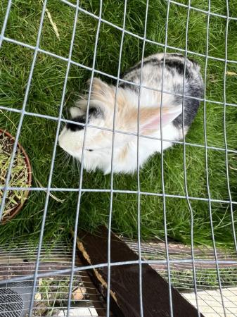 Image 1 of Rabbit about a year old and with hutch and run