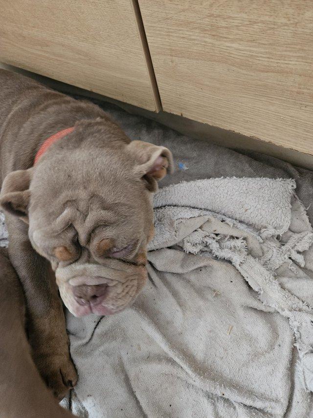 Preview of the first image of 5 and half month old english bulldog.