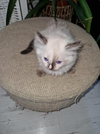 Image 7 of **READY NOW* *FEMALE Ragdoll Kittens
