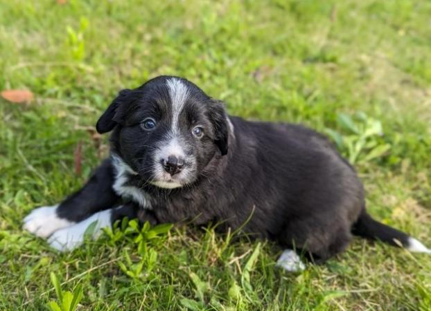 Image 14 of 5 beautiful border collie puppies (4 males and 1 female)