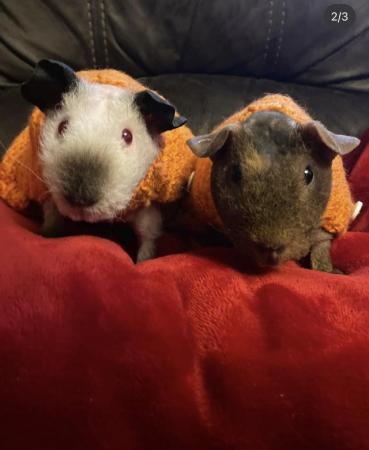 Image 3 of 2 female Hairless guinea pigs