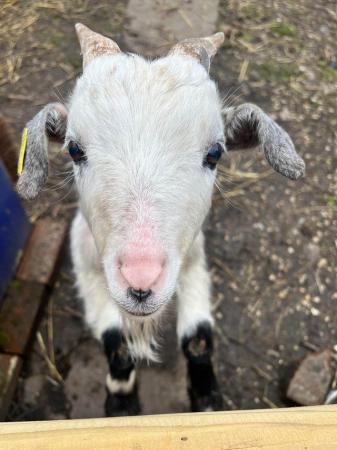 Image 1 of Fully intact male Pygmy goats