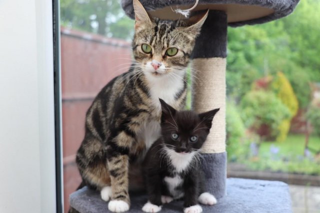 Image 2 of Gorgeous Kittens Ready SOON