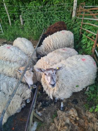 Image 1 of Male sheep ram and wether hoggets