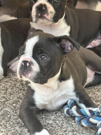 Image 6 of KC Reg Exceptional Boston Terrier Puppies