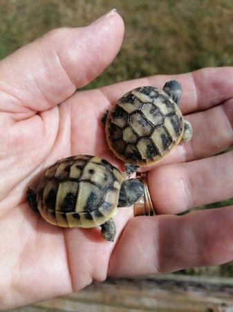 Image 5 of Baby Tortoises, Hatched 2023, Plus Set-Up