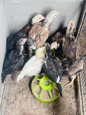 Image 1 of Aseel chicks for sale very  healthy