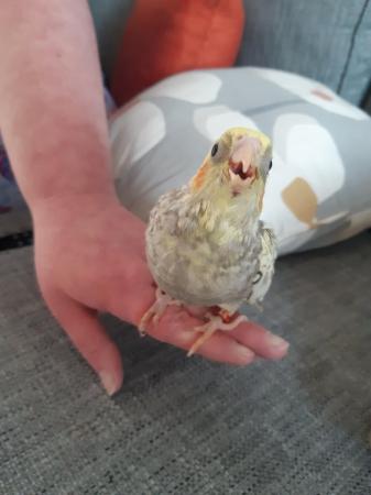 Image 3 of 12 week old handreared cockatiel
