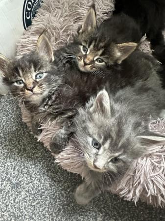 Image 5 of Purebred Maine coon kittens