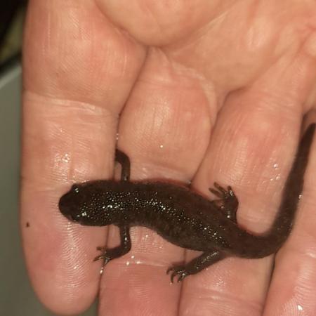 Image 3 of 12 months old sharp ribbed newts mail and female