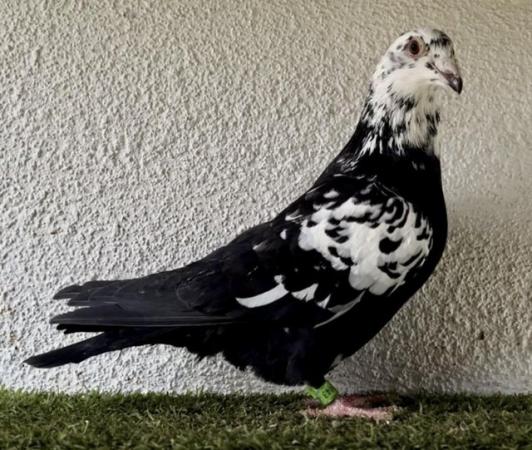 Image 1 of TIGER GRIZZLES RACING PIGEONS