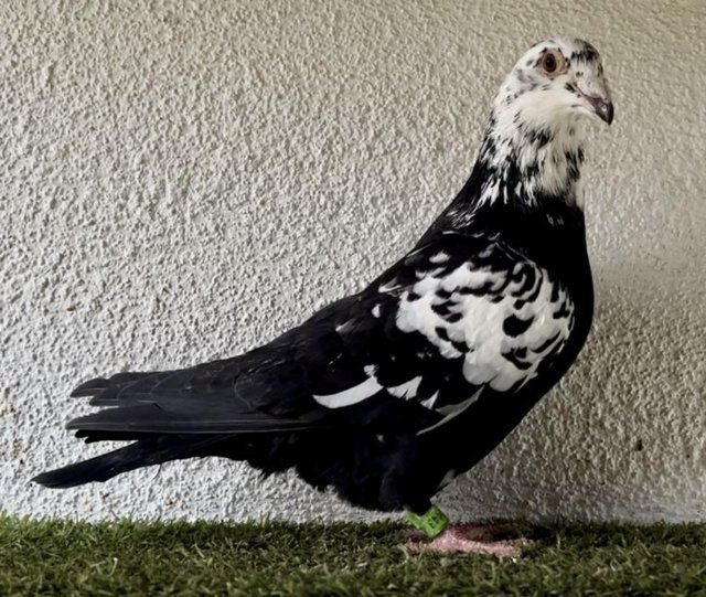 Preview of the first image of TIGER GRIZZLES RACING PIGEONS.