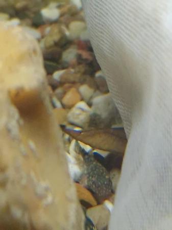 Image 7 of Bristlenose pleco catfish babies