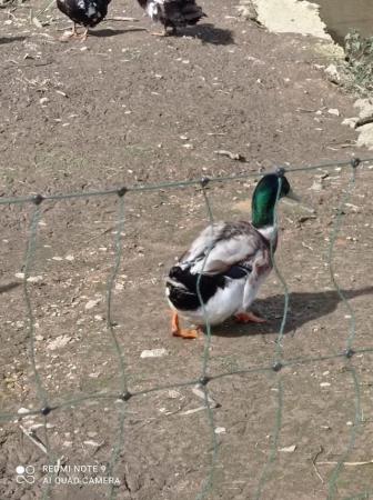 Image 1 of 4 ducks looking for good homes. Free