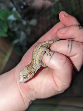 Image 6 of Orange & Red Stripe Gargoyle Gecko, CB23, Unsexed