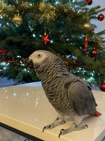 Image 2 of 4 years old big and healthy African Grey boy
