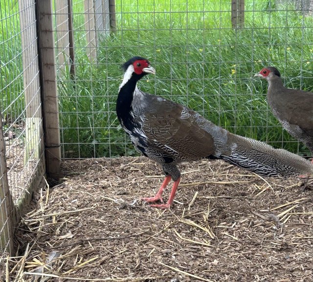 Preview of the first image of Silver pheasant cock birds.