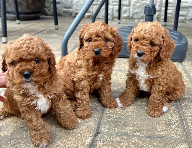Preview of the first image of BeautifulF1B Toy Dark Red Cavapoo Puppy's.
