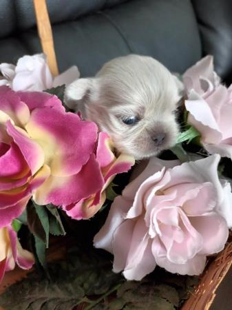 Image 9 of Miniature  lavender blue shih tzu puppies