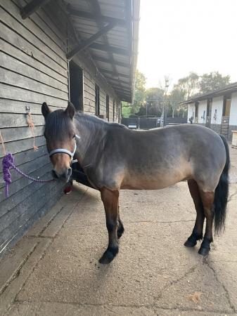 Image 2 of Stunning Dartmoor Pony for sale